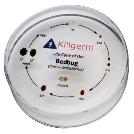 Bettwanzen Lebenszyklus 
